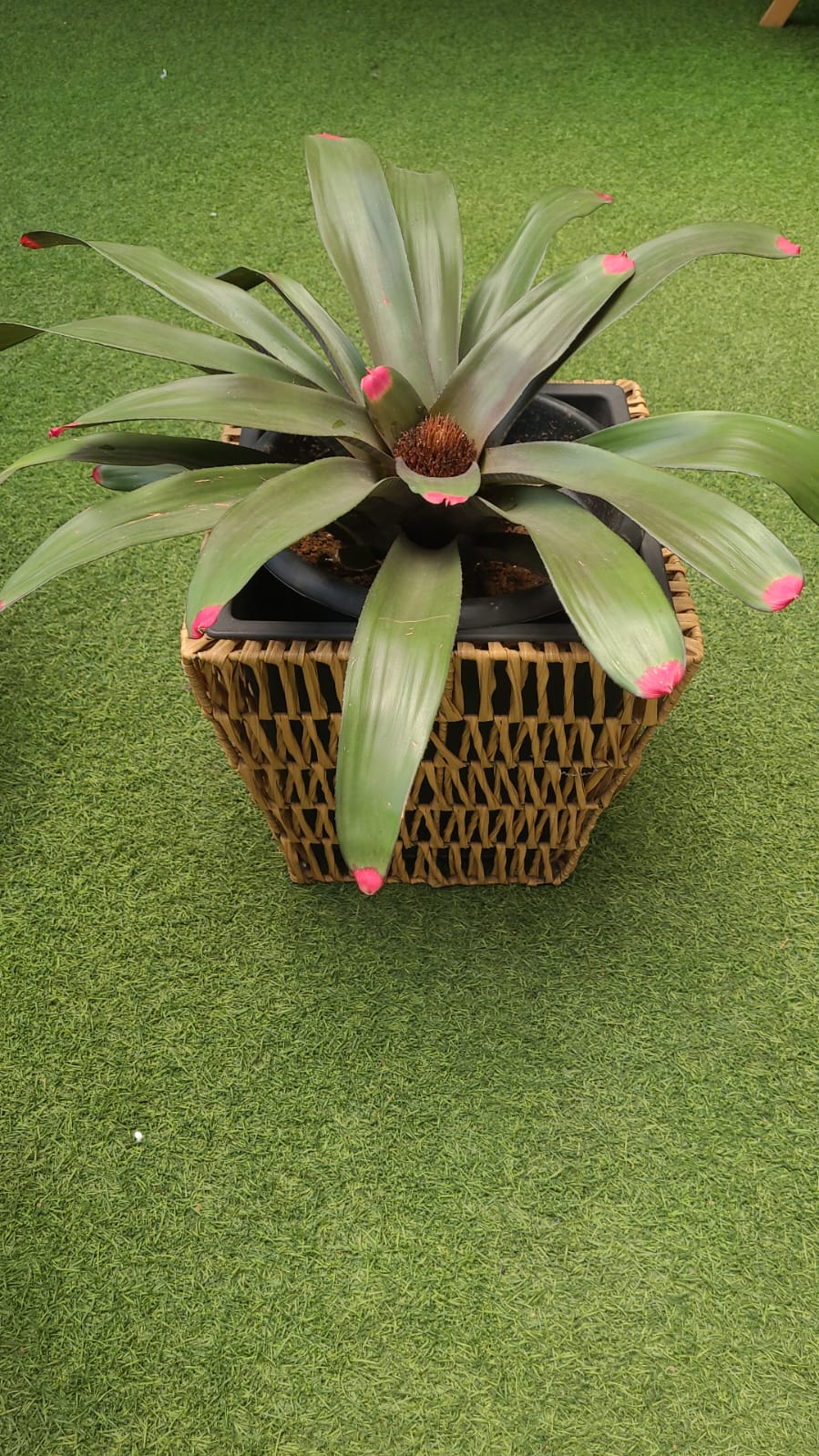 Malika Agro Gardens