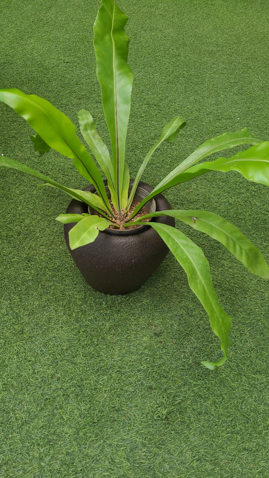 Malika Agro Gardens
