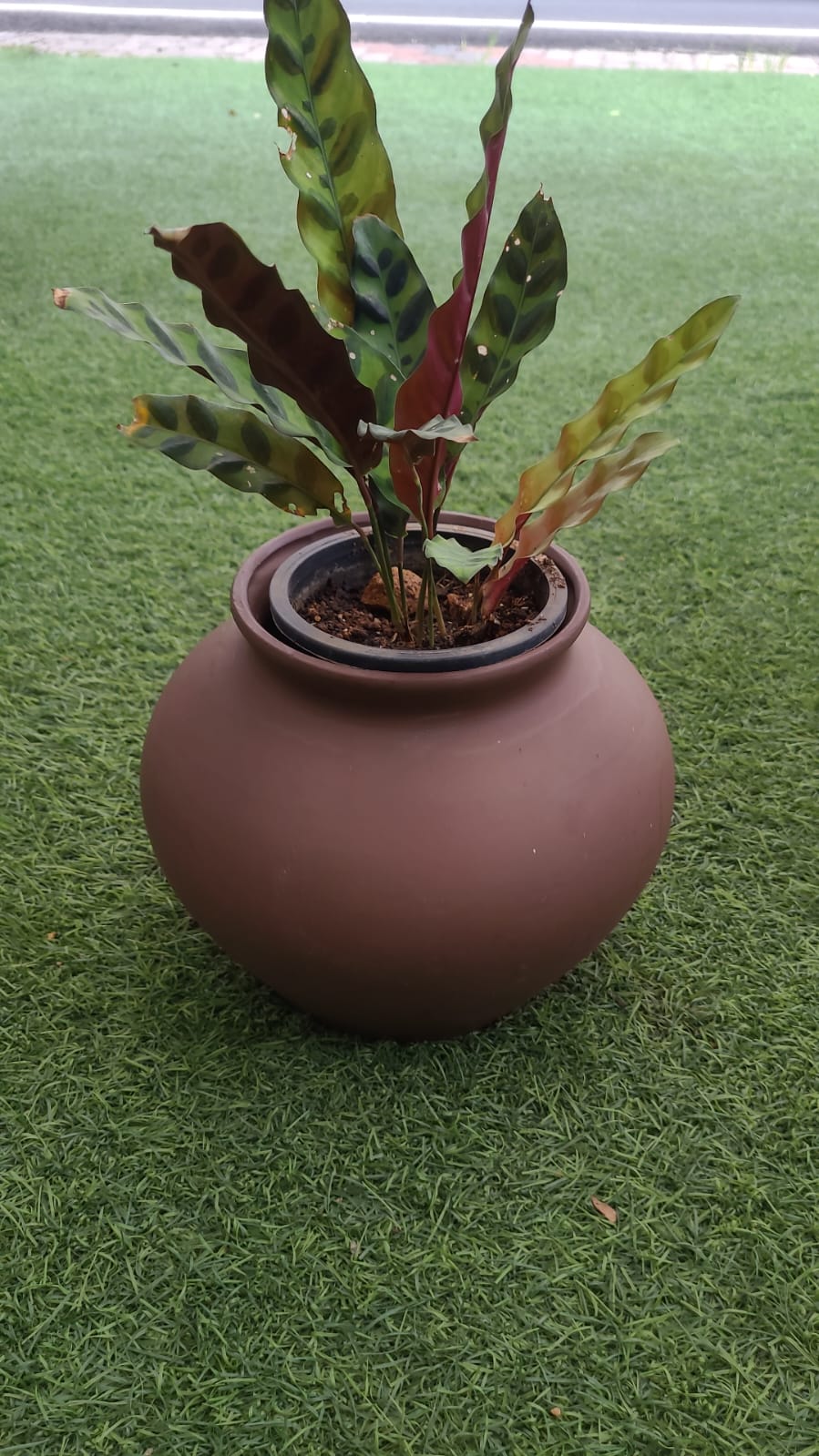 Malika Agro Gardens