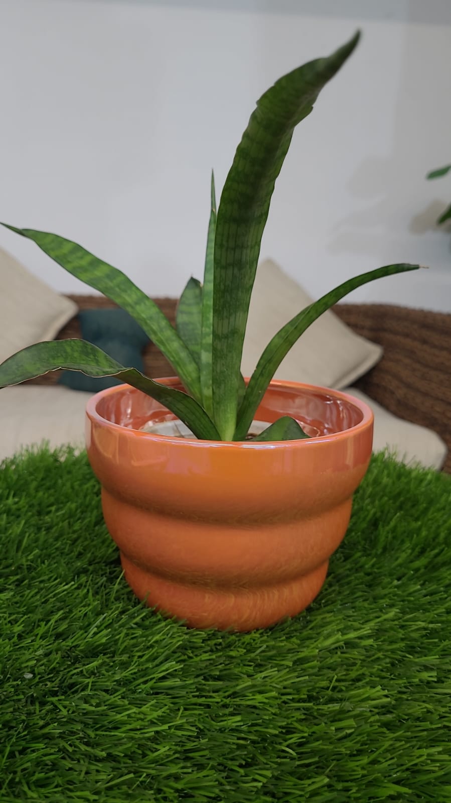 Malika Agro Gardens