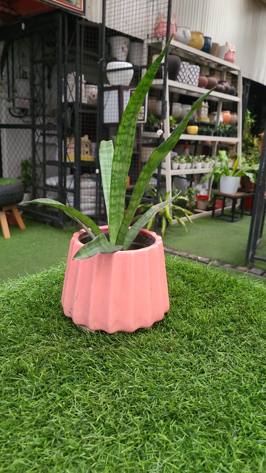 Malika Agro Gardens