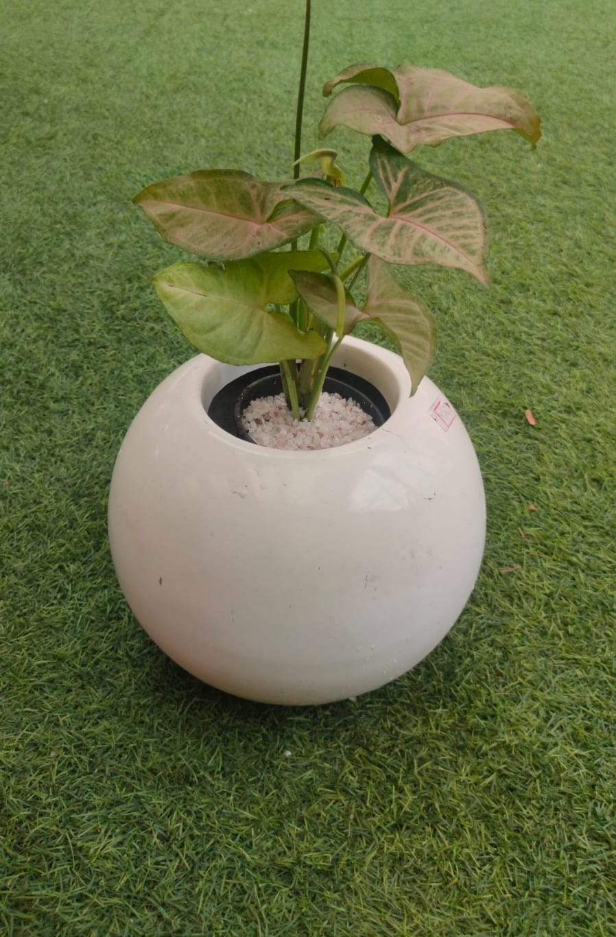 Malika Agro Gardens